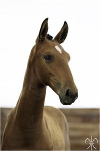 Photo cheval a vendre REVOLUCAO DE LA GESSE